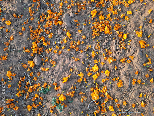 tecomilla flowers fall on desert ground top view photo