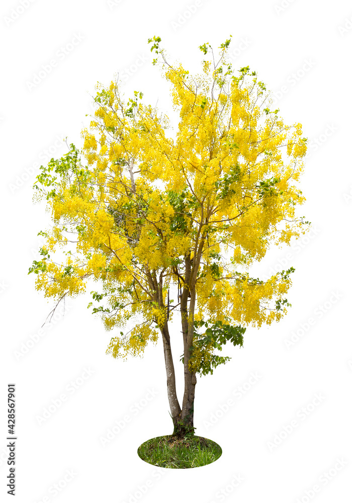 Cassia fistula tree or Golden shower National tree of Thailand. Cassia fistula tree or Golden shower National tree of Thailand.