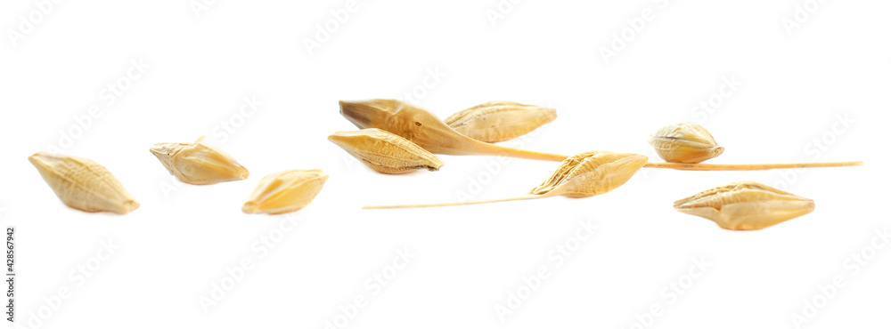 Barley seeds are isolated on white, top view, macro. Barley seeds isolated on a white background. Grains of barley malt on a white background. Set of barley grains isolated on white background.