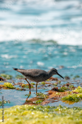 Bird in Hawaii