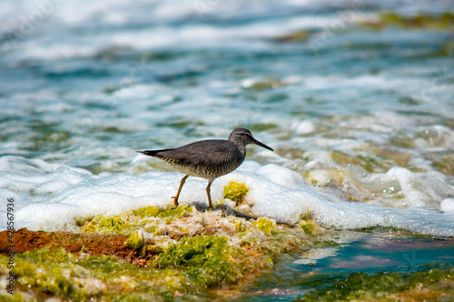 Bird in Hawaii