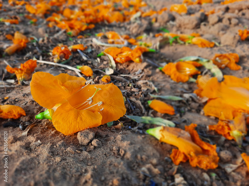 orange colored tecomilla flowers on ground with selective focus