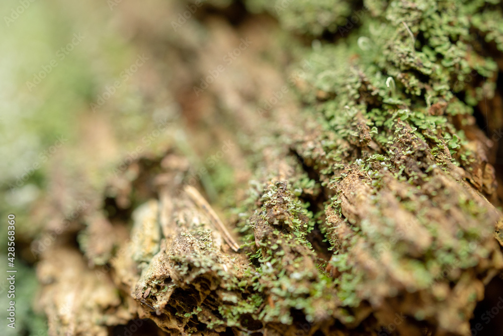 Texture of old rotten pine. Old rotten tree trunk. Texture of old rotten pine. Old rotten tree trunk.