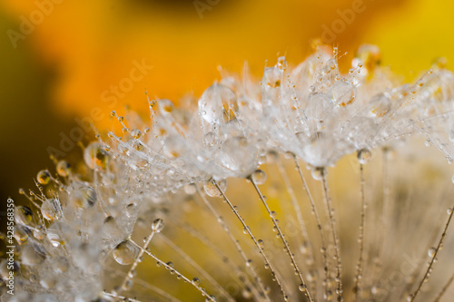 Rain drops on dandelion and daffodils in the background with sunlight and macro lens.