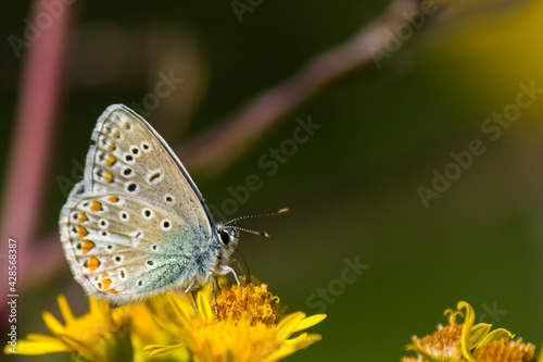 Common blue butterfly (Polyommatus icarus) drinking nectar against blurred background