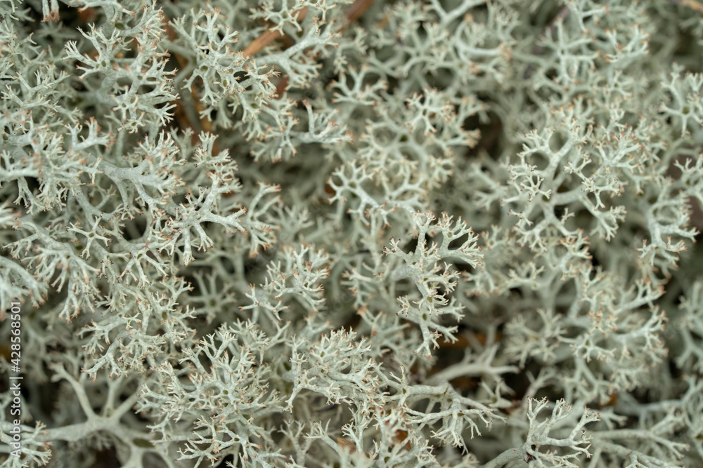 Reindeer moss. Silvery natural background. Moss closeup. Reindeer moss. Silvery natural background. Moss closeup.