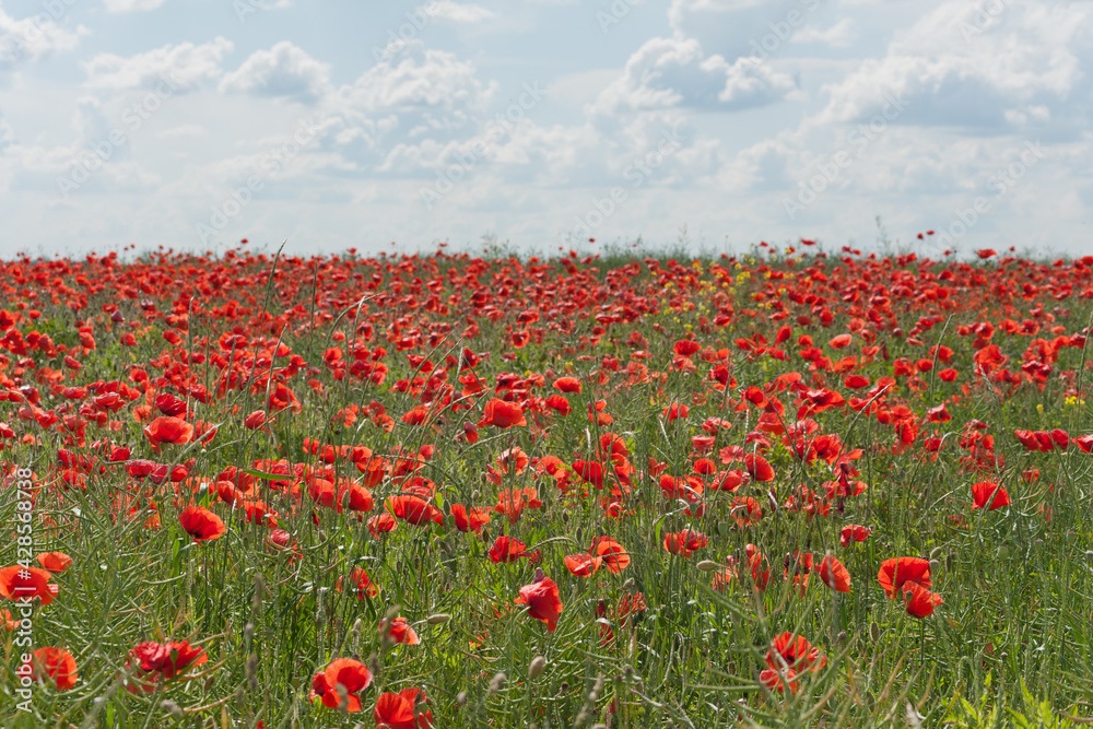 The meadow with blooming red poppies against the sky with cumulus clouds.