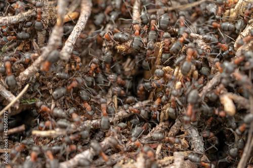 Close-up of ants nest in spring forest.
