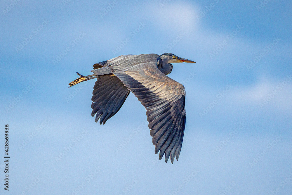 Obraz premium Graureiher