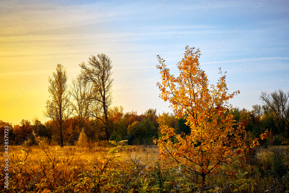 Fototapeta premium Autumn golden forest. Park recreation area. Autumn in Russia.