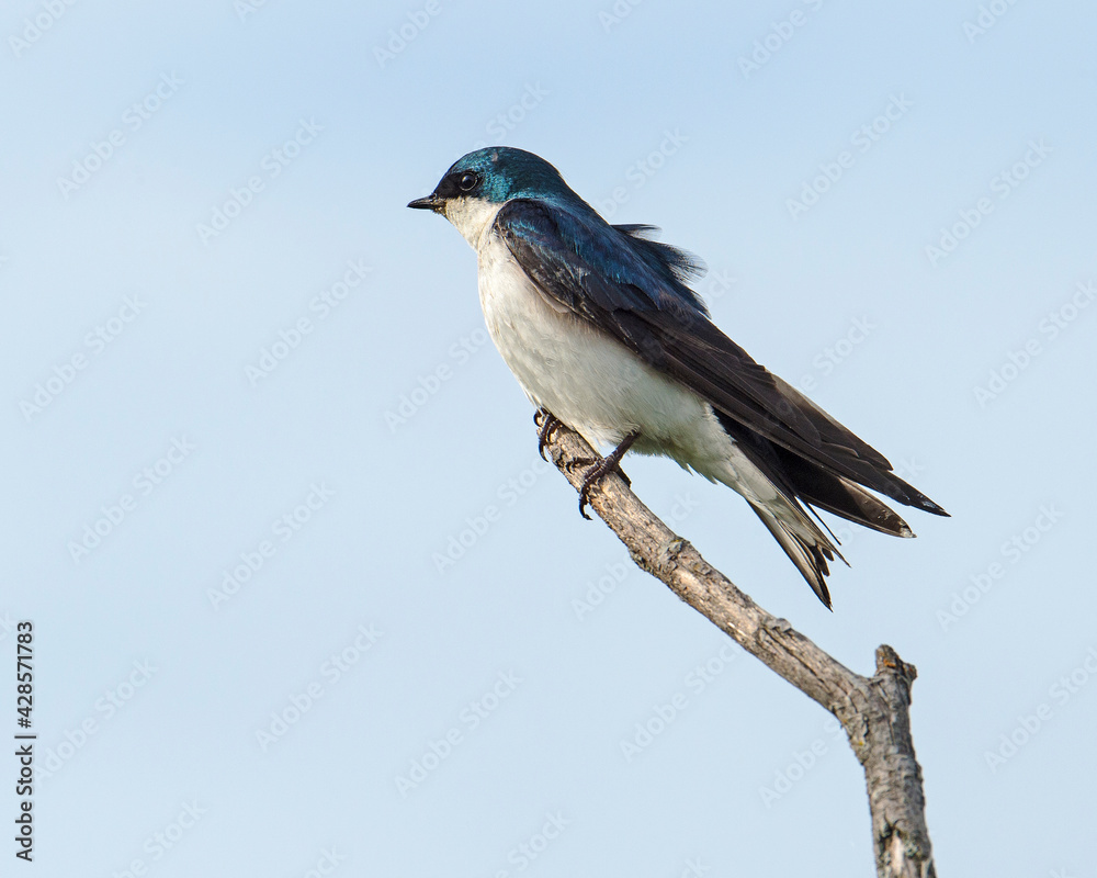 Tree Swallow Tree Swallow