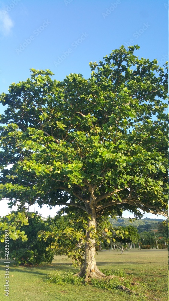 Fototapeta premium tree in the park