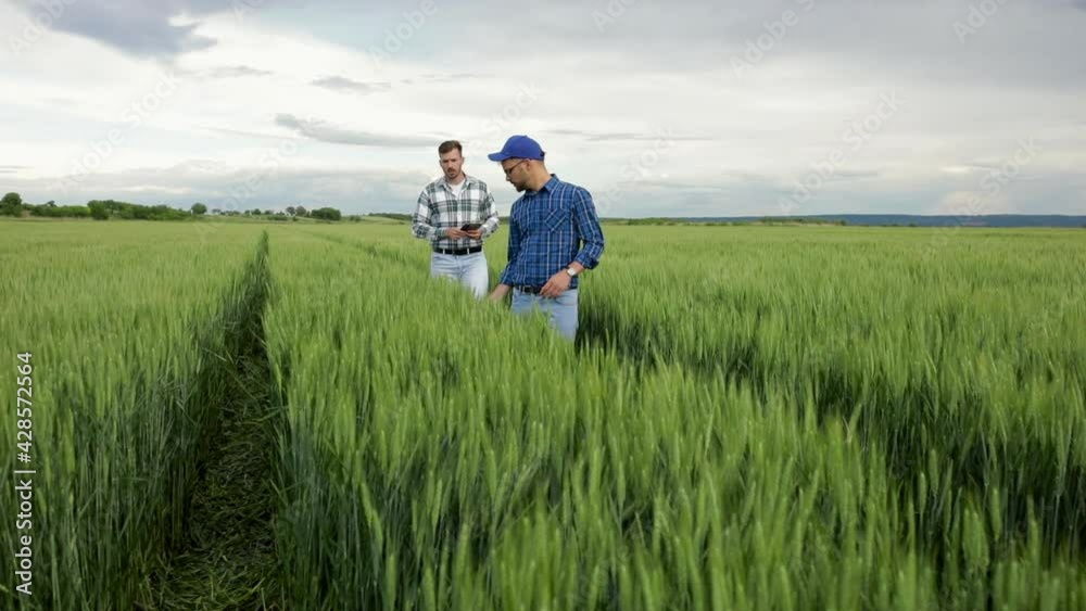 Two young farmers walking in green wheat field examining crop during the day. Two young farmers walking in green wheat field examining crop during the day.