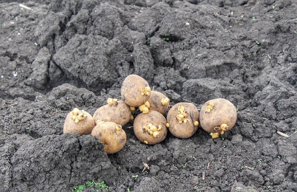 Potatoes with sprouts on the ground. Planting potatoes in spring in a farm field. Sprouted potatoes in basket on the eve of spring, letting sprout, close up. Potatoes with sprouts on the ground. Planting potatoes in spring in a farm field. Sprouted potatoes in basket on the eve of spring, letting sprout, close up.