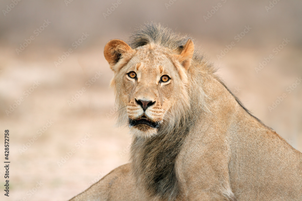 Portrait of a young male African lion (Panthera leo), Kalahari desert, South Africa. Portrait of a young male African lion (Panthera leo), Kalahari desert, South Africa.