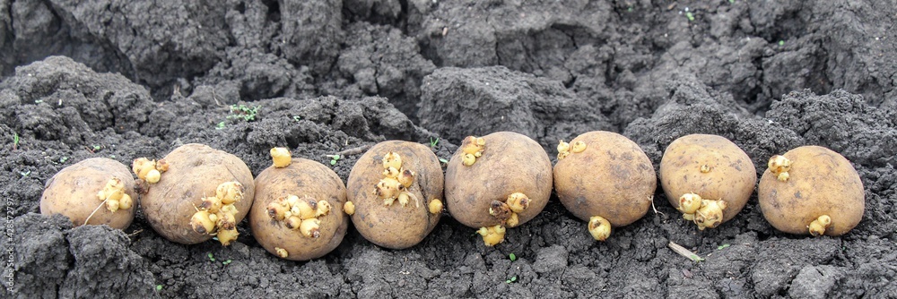 Potatoes with sprouts on the ground. Planting potatoes in spring in a farm field. Sprouted potatoes in basket on the eve of spring, letting sprout, close up. Potatoes with sprouts on the ground. Planting potatoes in spring in a farm field. Sprouted potatoes in basket on the eve of spring, letting sprout, close up.