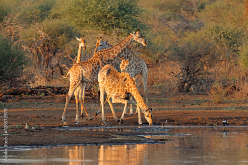 Fototapeta Naklejka Na Ścianę i Meble -  Giraffes (Giraffa camelopardalis) drinking at a waterhole, Kruger National Park, South Africa.