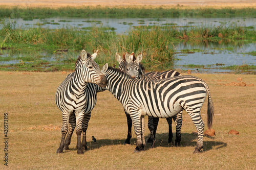 Plains zebras  Equus burchelli  in natural habitat  Amboseli National Park  Kenya.