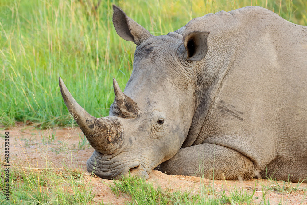 Fototapeta premium Portrait of a white rhinoceros (Ceratotherium simum) resting in natural habitat, South Africa.