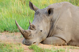Portrait of a white rhinoceros (Ceratotherium simum) resting in natural habitat, South Africa.