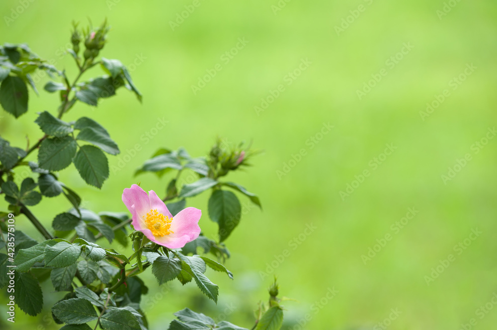 Fototapeta premium Delicate pink flower and a few buds on a rose bush on the blurred light green background.