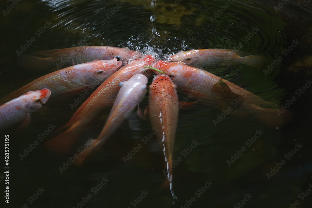 Group Tilapia Fish is eat water in the river