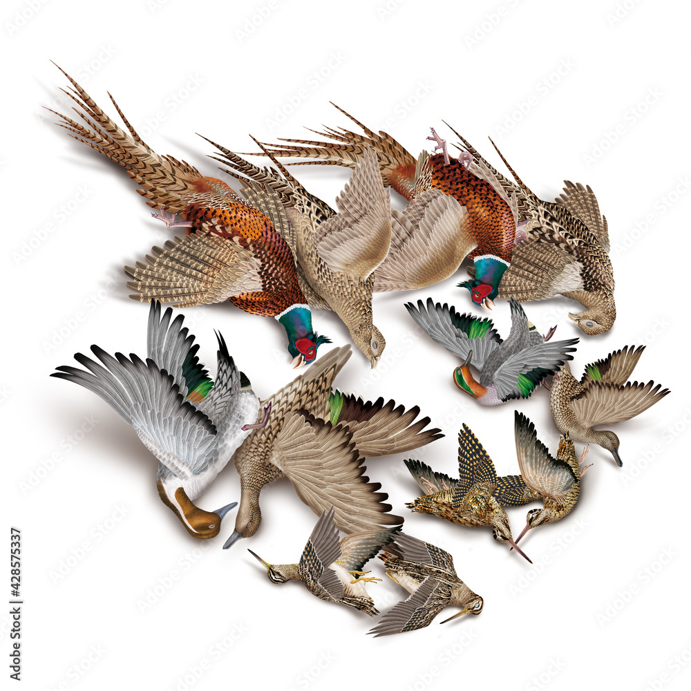 Fototapeta premium oiseau, bécassine des marais, bécasse des bois, faisans, canard pilet, sarcelle, nature morte, la chasse, en vol, tiré, nature, ailes, faune, sauvage, chasseur, tué, animal, ciel, blanc, chasse, bec