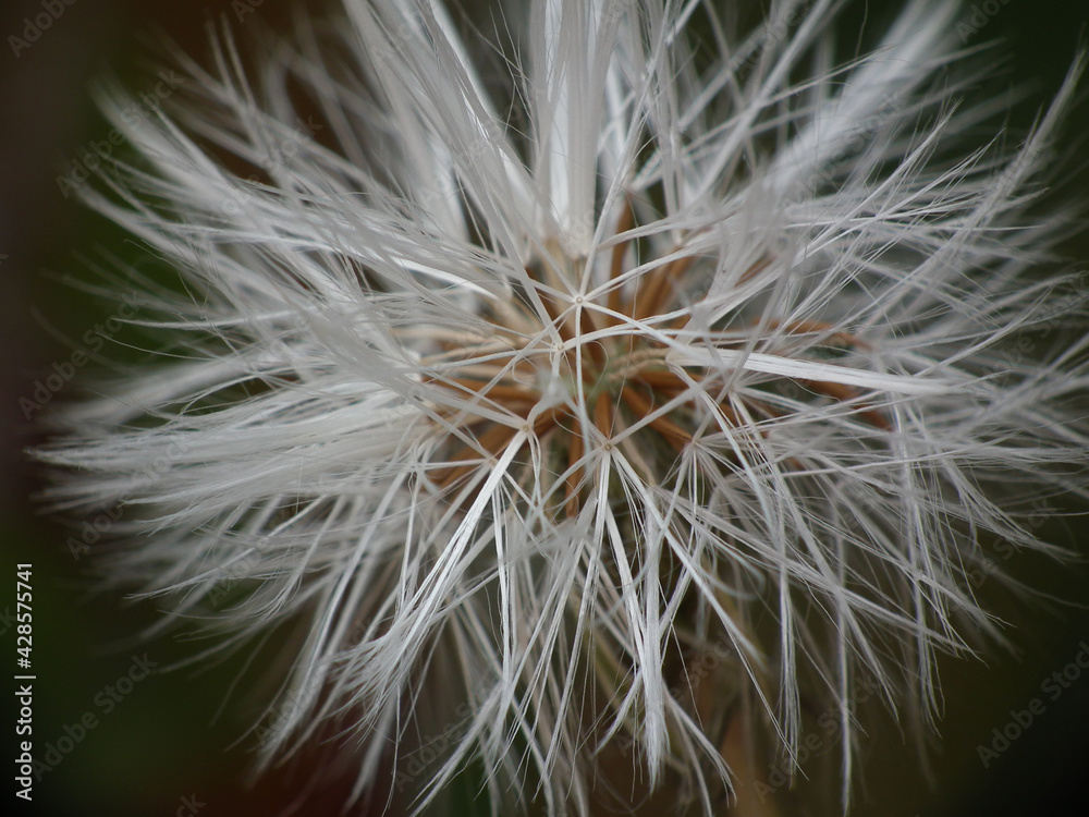 Fototapeta premium Fiori selvatici