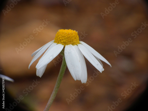 Fotografie Fiori selvatici