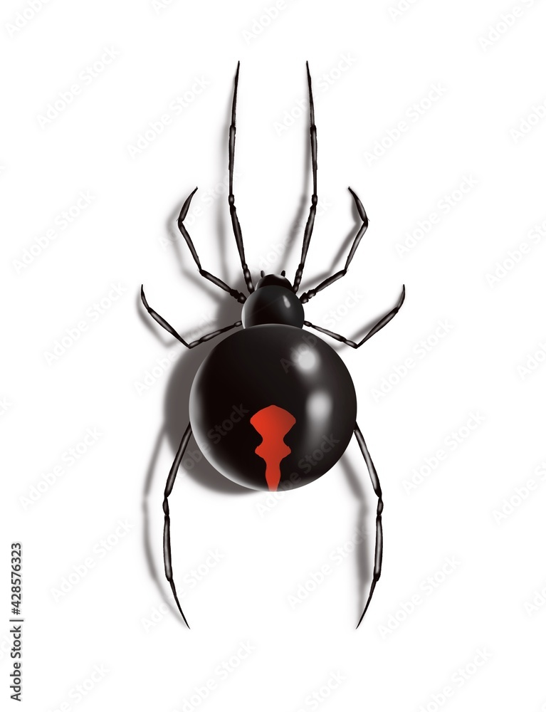 Obraz premium Spider