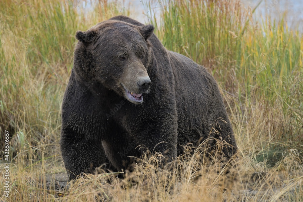 Fototapeta premium Gefährliche Annäherung - Männlicher Grizzlybär in der Ufervegetation, Alaska