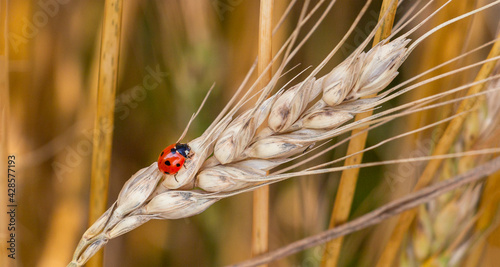 closeup of a ladybug perched on an ear of wheat in the middle of a wheat field