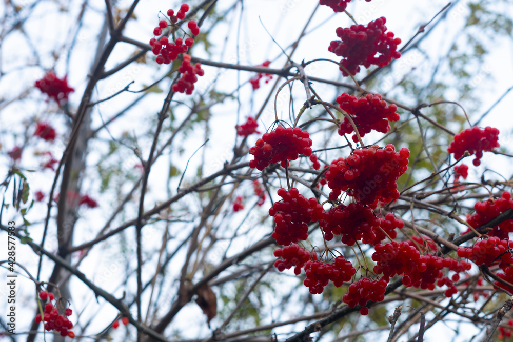 Red ripe ranetki on tree branches in autumn. Red ripe ranetki on tree branches in autumn.