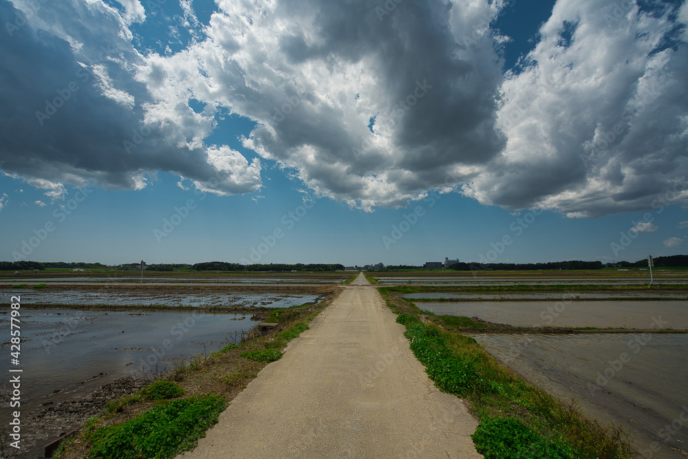 Fototapeta premium 春の田園地帯,田植え前