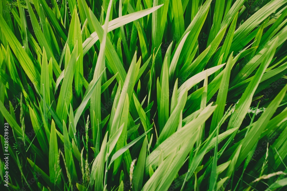 Obraz premium Scotland landscapes