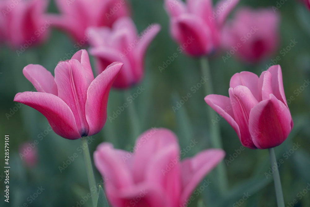 Fototapeta premium Pinke Tulpen
