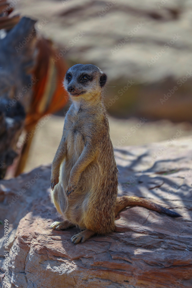 Fototapeta premium Cute big eyed meerkat on the lookout