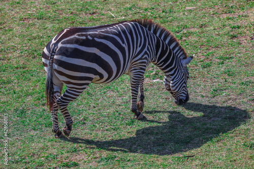 Zebra foraging for food in a grassland Sydney NSW Australia