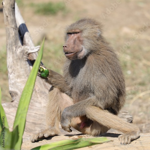 Baboon foraging for food on a sunny afternoon Sydney NSW Australia