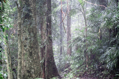 Foggy rain forest 