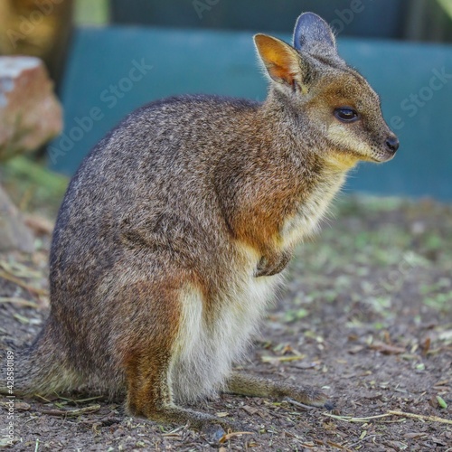 An Australian Kangaroo in a park on a Sunny afternoon NSW Australia