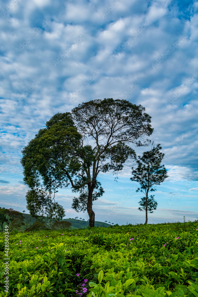 tree in the field