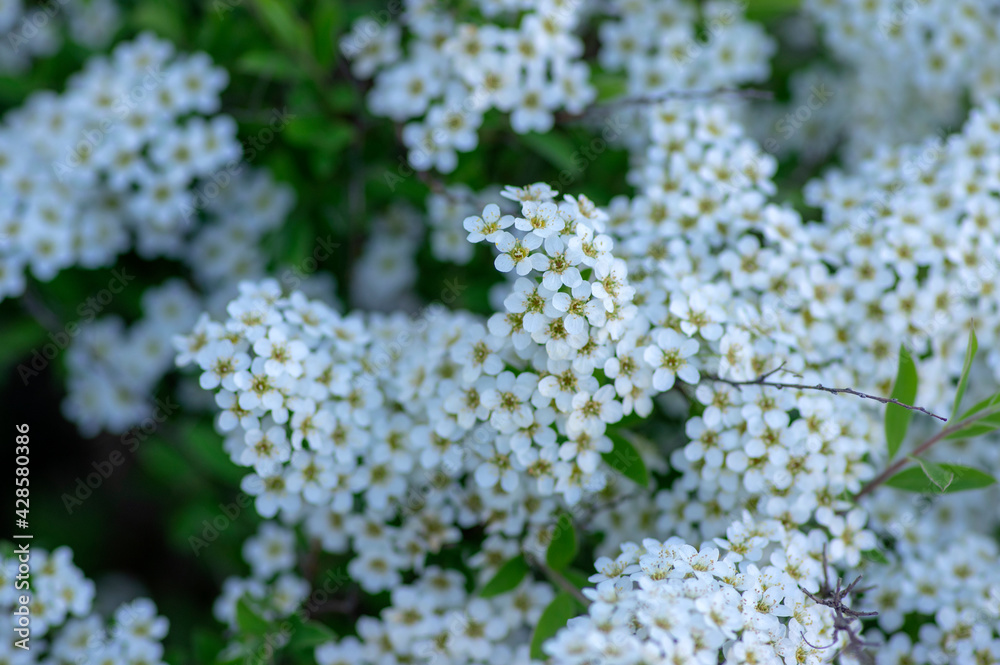 Spiraea cinerea white flowering plant branches, Gray Grefsheim beautiful ornamental springtime flowers in bloom