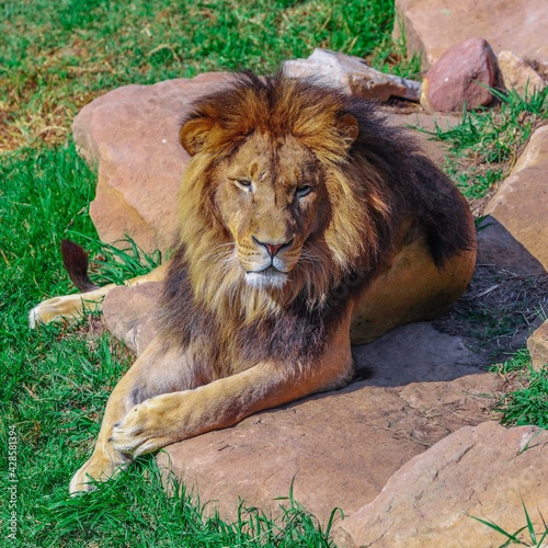 A lion laying on a rock on a Sunny and warm Sydney Afternoon NSW Australia