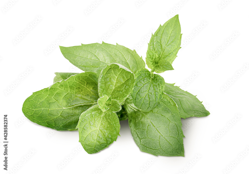 mint leaves on isolated white background mint leaves on isolated white background