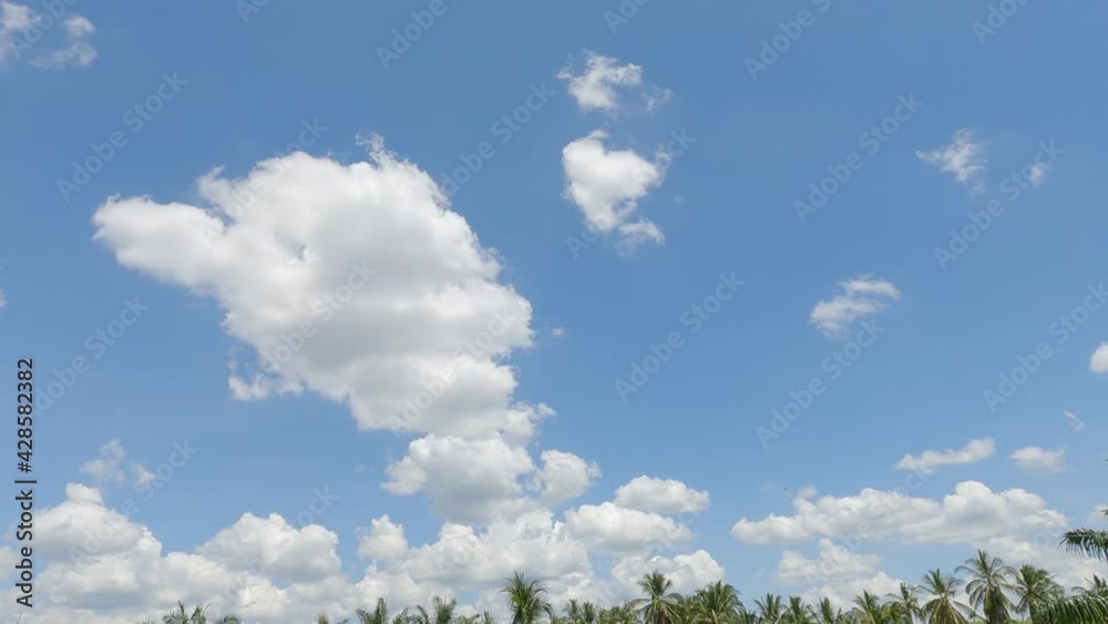 Puffy fluffy white cloud n dark cumulus cloudscape on dramatic blue sky background over tropical summer coconut palm tree forest before thunder rain storm or hurricane, 4k cinemagraph b-roll TimeLapse Puffy fluffy white cloud n dark cumulus cloudscape on dramatic blue sky background over tropical summer coconut palm tree forest before thunder rain storm or hurricane, 4k cinemagraph b-roll TimeLapse
