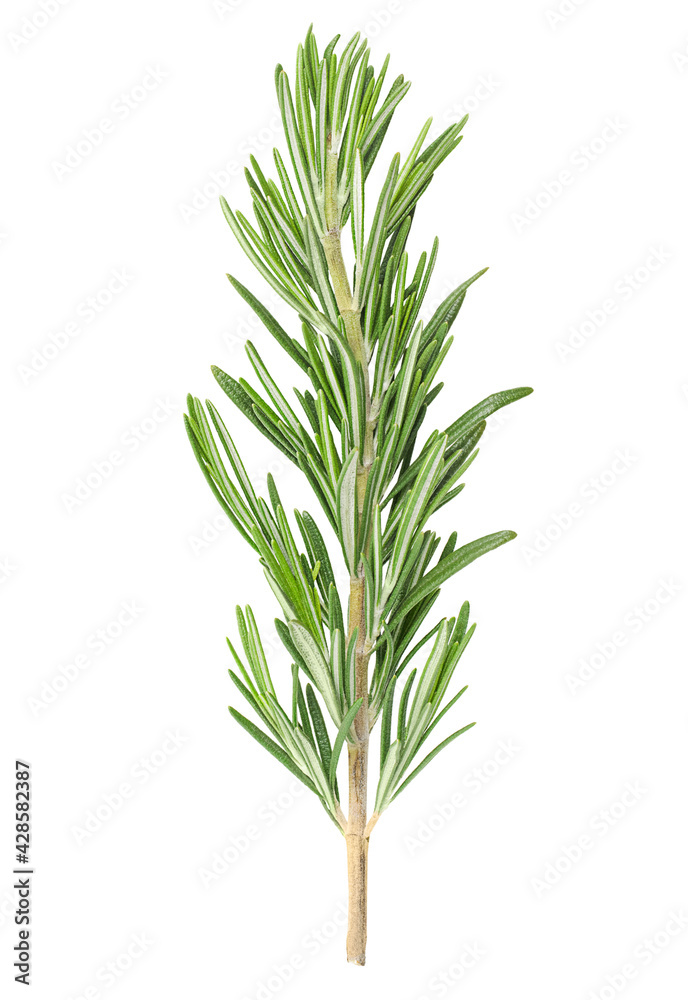 Naklejka premium one sprig of rosemary on white isolated background