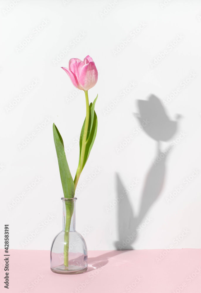 Pink tulip in a glass vase on a white and pink background. Pink tulip in a glass vase on a white and pink background.