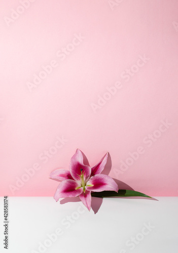 Pink lily flower on a white and pink background. © Mr.Maja