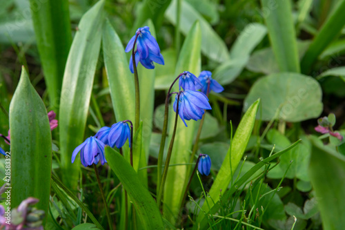 blue spring flowers Scilla 